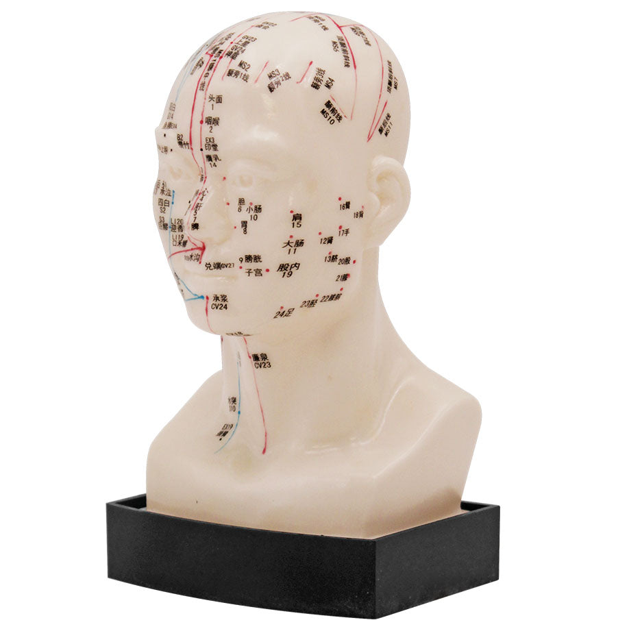 Akupunkturmodell Kopf – ca. 22 cm