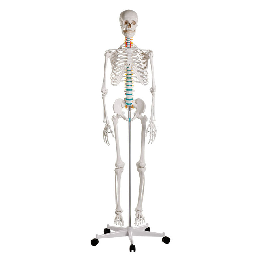 Schulskelett „Oscar“ – anatomisch korrekt, natürliche Größe