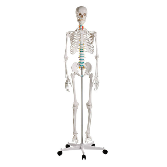 Schulskelett „Oscar“ – anatomisch korrekt, natürliche Größe