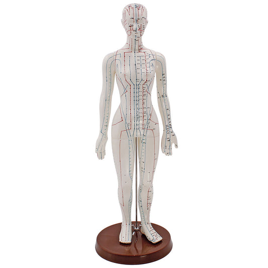 Akupunkturmodell Frau – ca. 50 cm