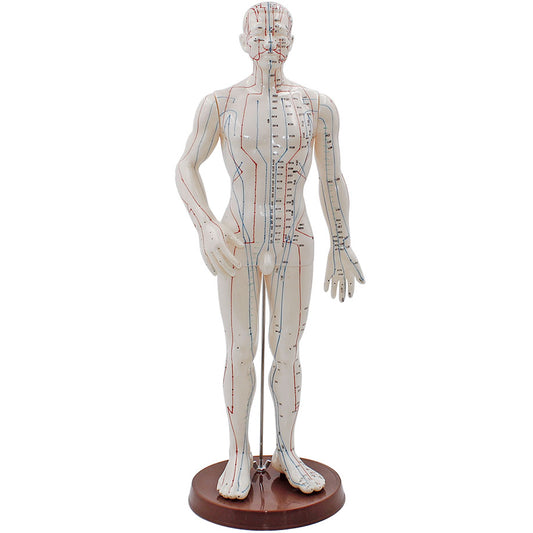 Akupunkturmodell Mann – ca. 50 cm