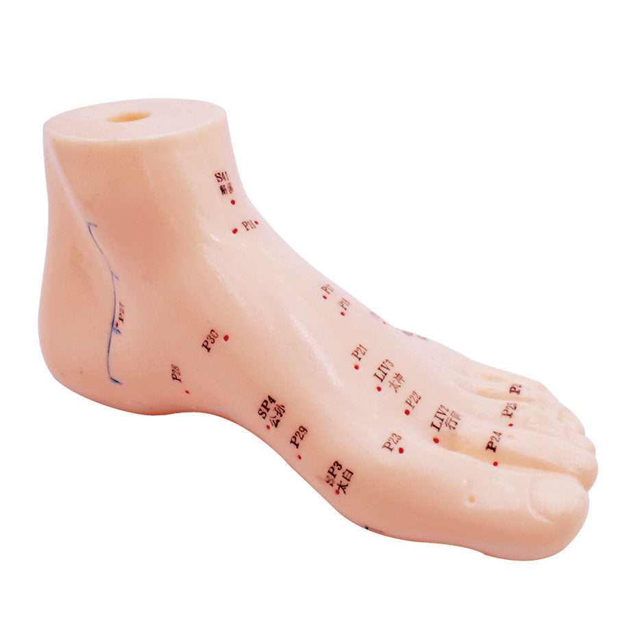 Akupunkturmodell Fuß – ca. 15 cm
