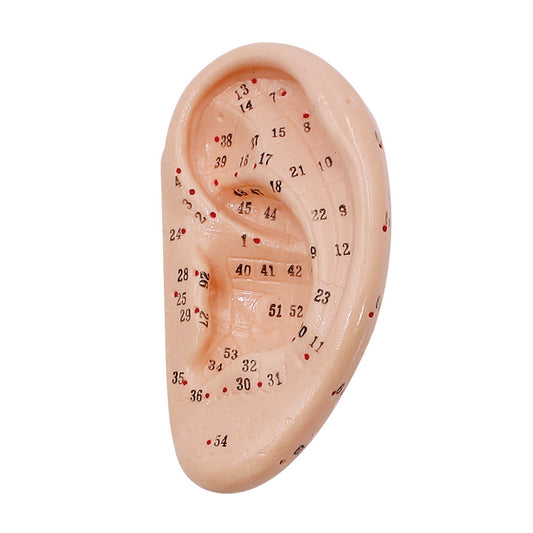 Akupunkturmodell Ohr – ca. 7,5 cm