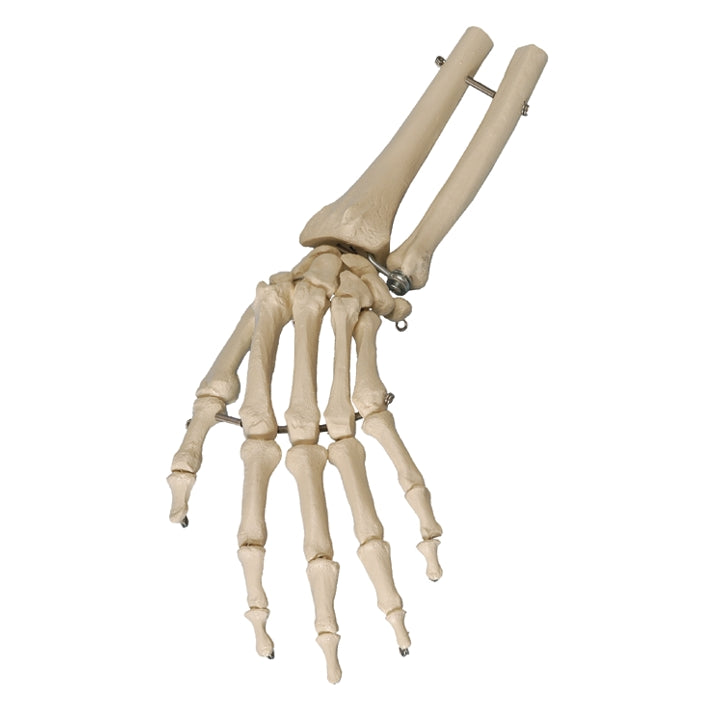 Handskelett mit Unterarmansatz – Naturabguss, voll flexibel